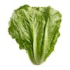Romaine Head  each