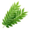 Curry Leaves lb