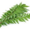 CURRY LEAVES DOM 6KG/CASE