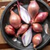 SHALLOTS 5LB BAG